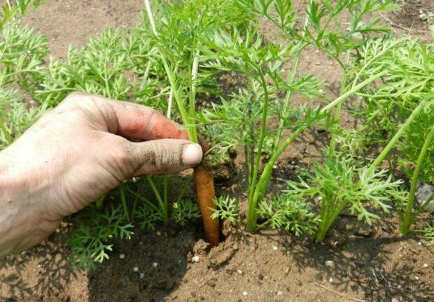 Морковь на грядке