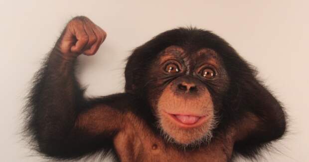 Насколько обезьяна сильнее человека и почему?