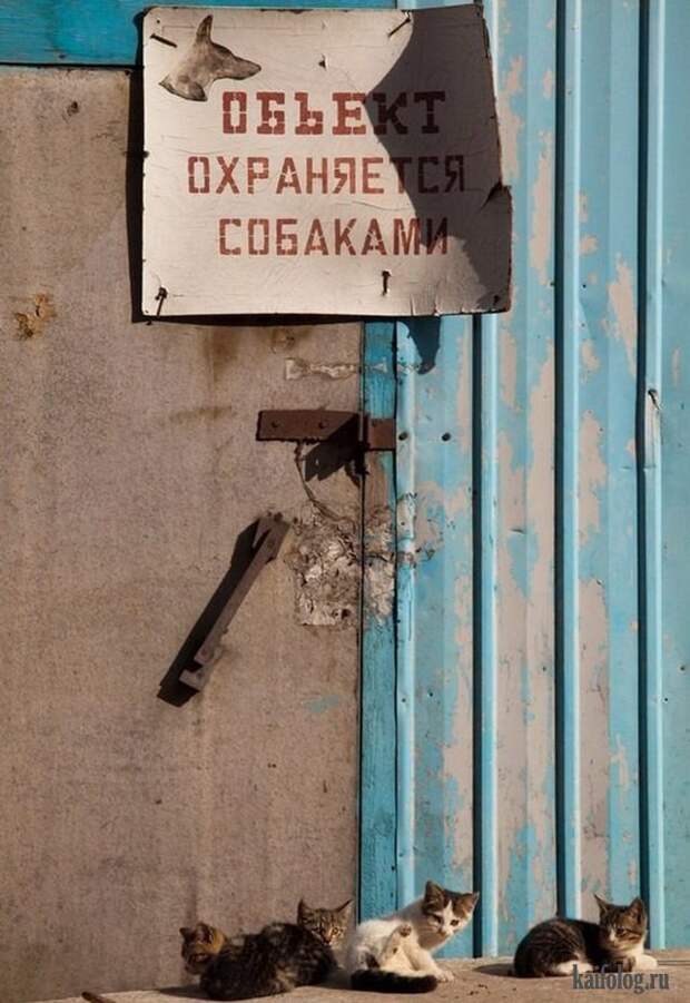 Лучшие приколы по-русски (55 фото)
