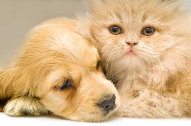 Cats&Dogs