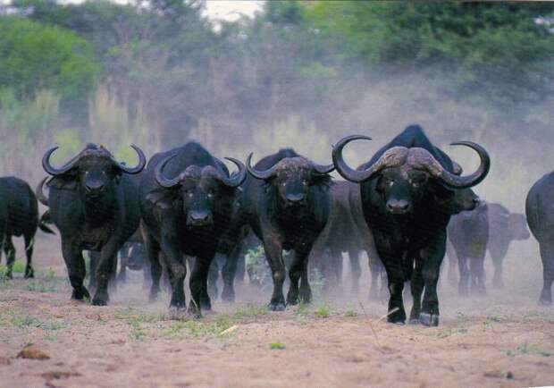 Поведение буйвола африканского