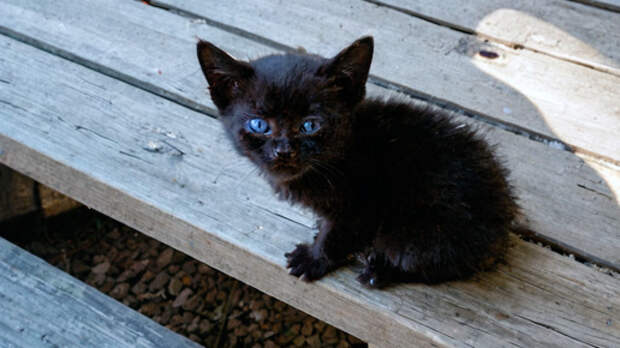 Предсказание