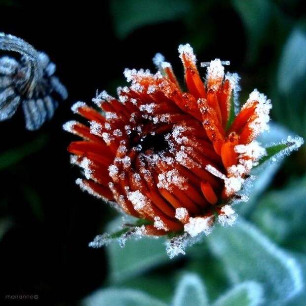 Лед и цветы