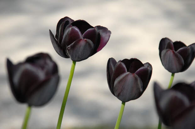 NewPix.ru - Черный тюльпан
