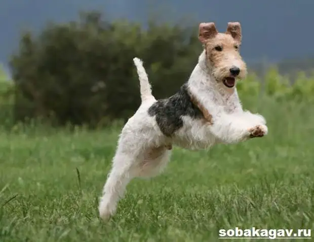 Фокстерьер собака. Описание, особенности, уход и цена фокстерьера