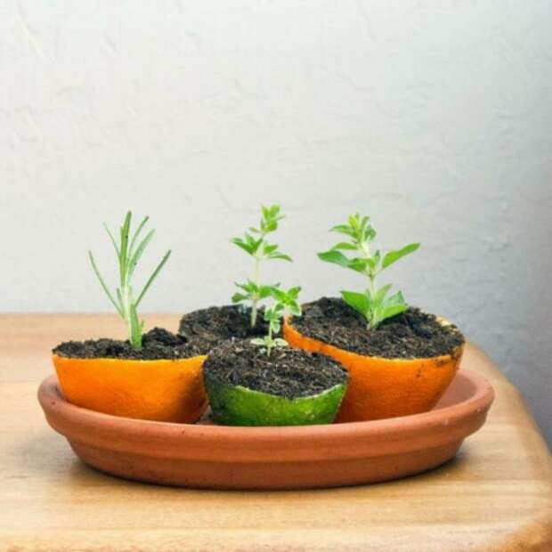 Кожура цитрусовых отлично подходит для выращивания растений. /Фото: trendomat.com