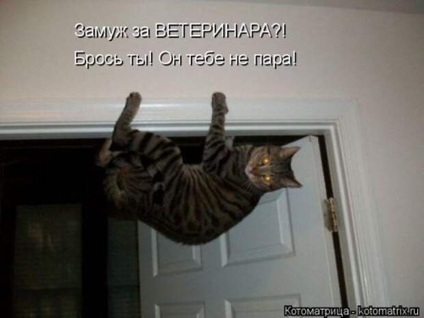 Свежая котоматрица (32 фото)