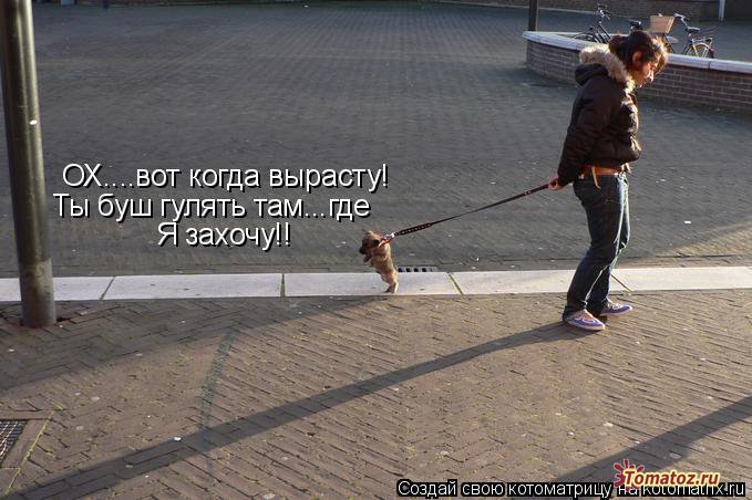 Смешная подборка фотографий собак Приколы