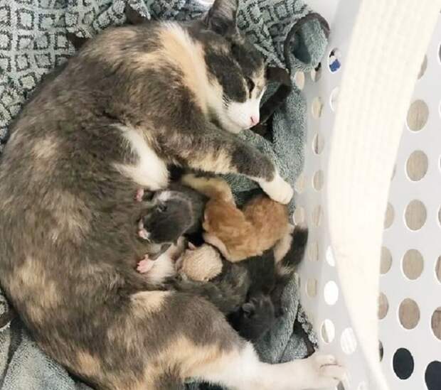 Кошка кормит детей Кошка кормит котят