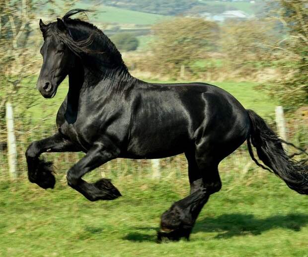 Подборка замечательных и красивых фотографий с лошадями