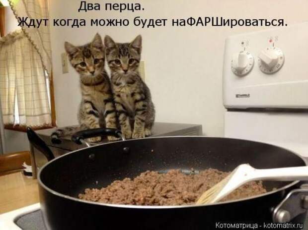 Котоматрицы(картинки с надписями)
