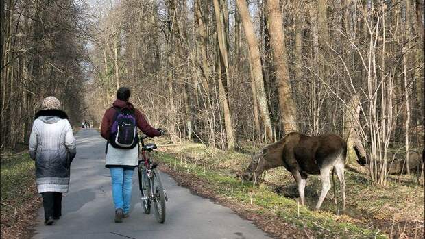 Парк лосиный остров фото Афера века с парком "Лосиный остров": урезание под видом "расширения" - Новые Из