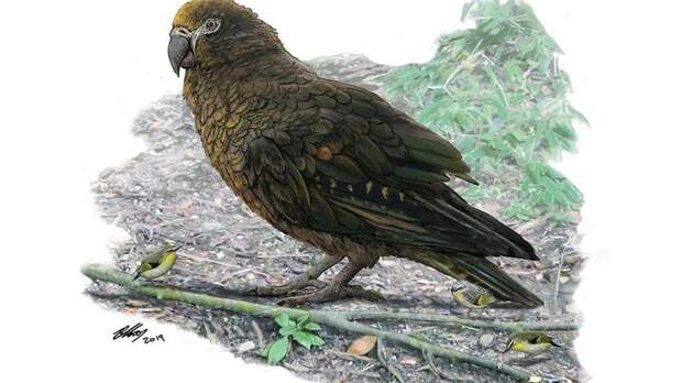 В Новой Зеландии найдены останки вымершего попугая-гиганта