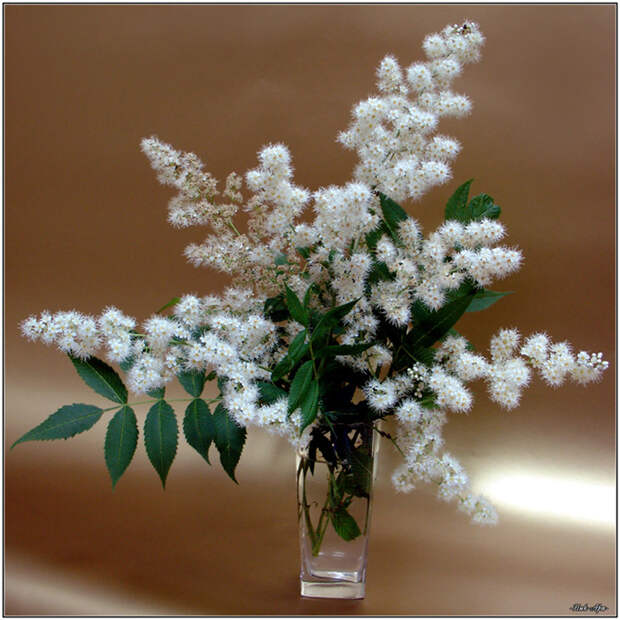 Ceremuxa18 (700x700, 209Kb)