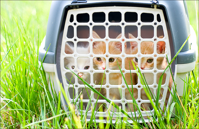 Котята и коты (27 фото)