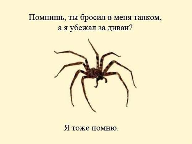 Картинки с пауком прикольные