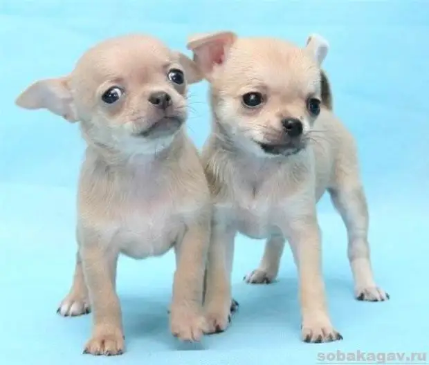 Чихуахуа собака. Описание, особенности, уход и цена чихуахуа
