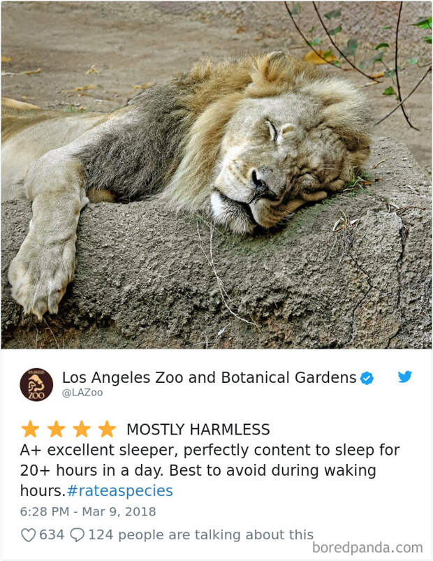 Amazon Animal Review