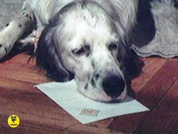 Как собака-актёр повторила судьбу своего киногероя Бима из картины Станислава Ростоцкого «Белый Бим Чёрное ухо»