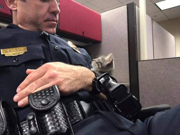 Полицейский всю ночь обнимал бездомного котёнка, чтобы спасти его от одиночества