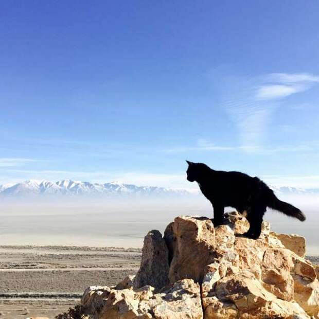 Альпинисточка моя: первый в мире котик-скалолаз