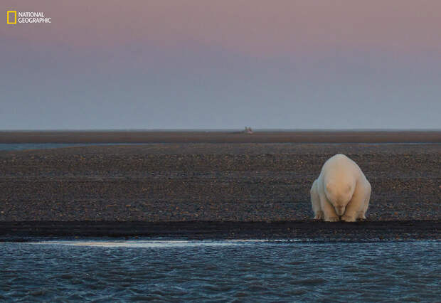 National Geographic: лучший фотограф природы 2016