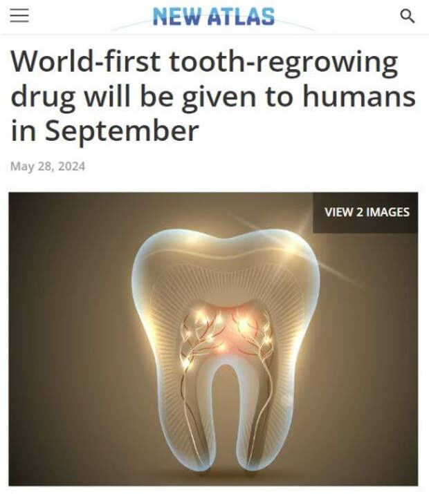 Удаленные зубы можно отращивать заново