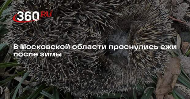 В Московской области проснулись ежи после зимы