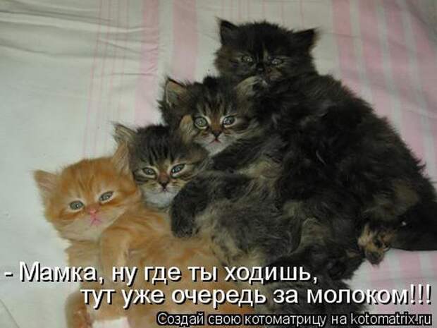 Лучшие котоматрицы недели Лучшие котоматрицы недели
