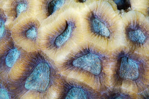 Corals01 Corals01 Макрофотографии кораллов