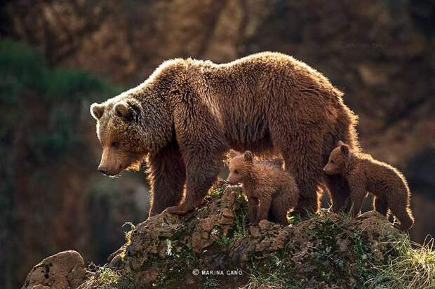 . Живая природа в фотографиях Марины Кано (Испания). Фото с сайта NewPix.ru