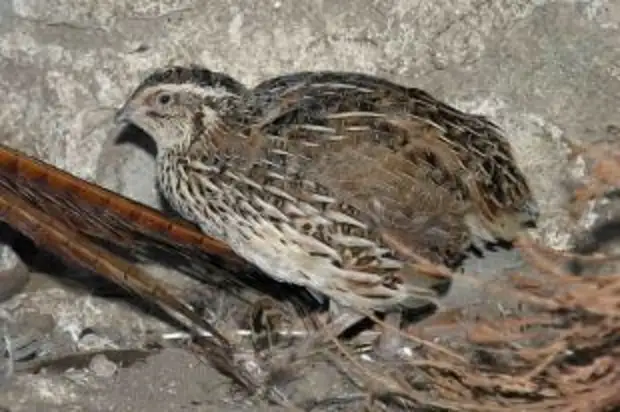 Омские селекционеры вывели первую отечественную породу перепелок