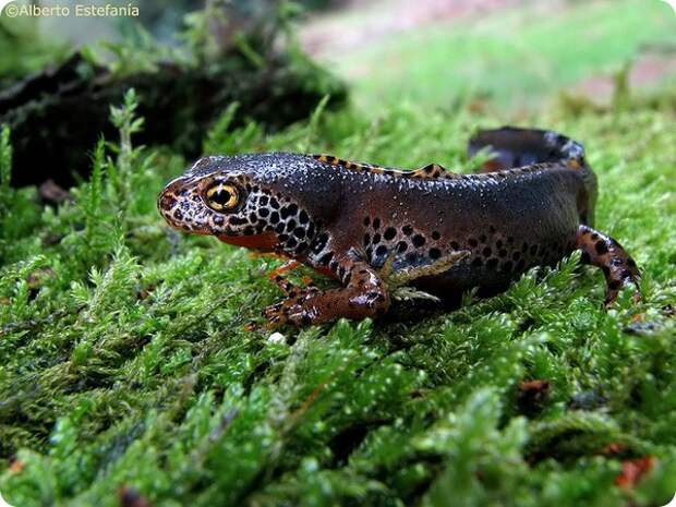 Альпийский тритон (лат. Ichthyosaura alpestris)