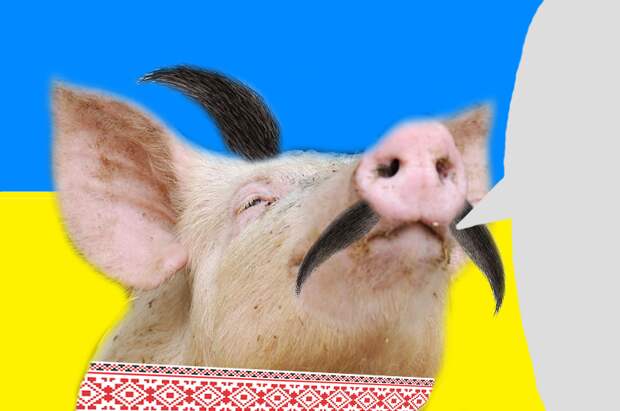 И свинью можно стричь