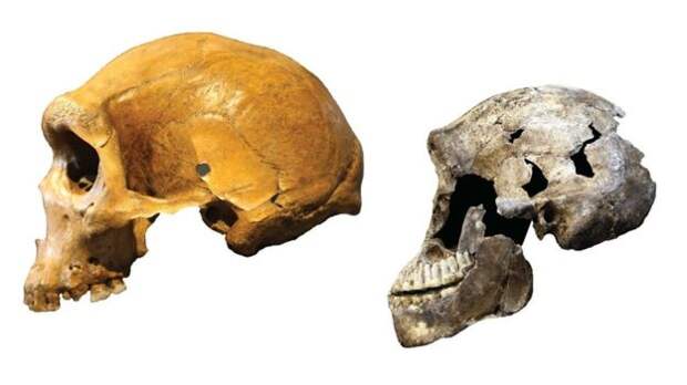 Homo naledi (справа), по всей видимости, делили территорию Африки с другими видами, такими как родезийский человек (слева)