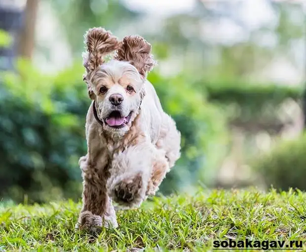 Американский кокер спаниель собака. Описание, уход и цена американского кокер спаниеля