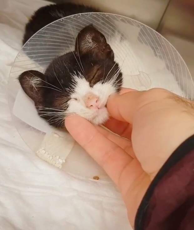 Без кота и жизнь не та