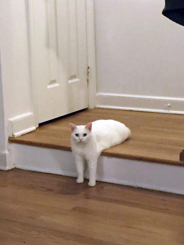 Котики растаяли от жары