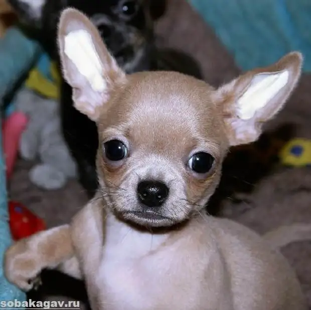 Чихуахуа собака. Описание, особенности, уход и цена чихуахуа