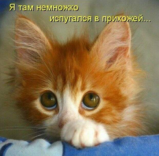 Картинки котяр с смешными надписями (34 фото) картинки, коты, юмор