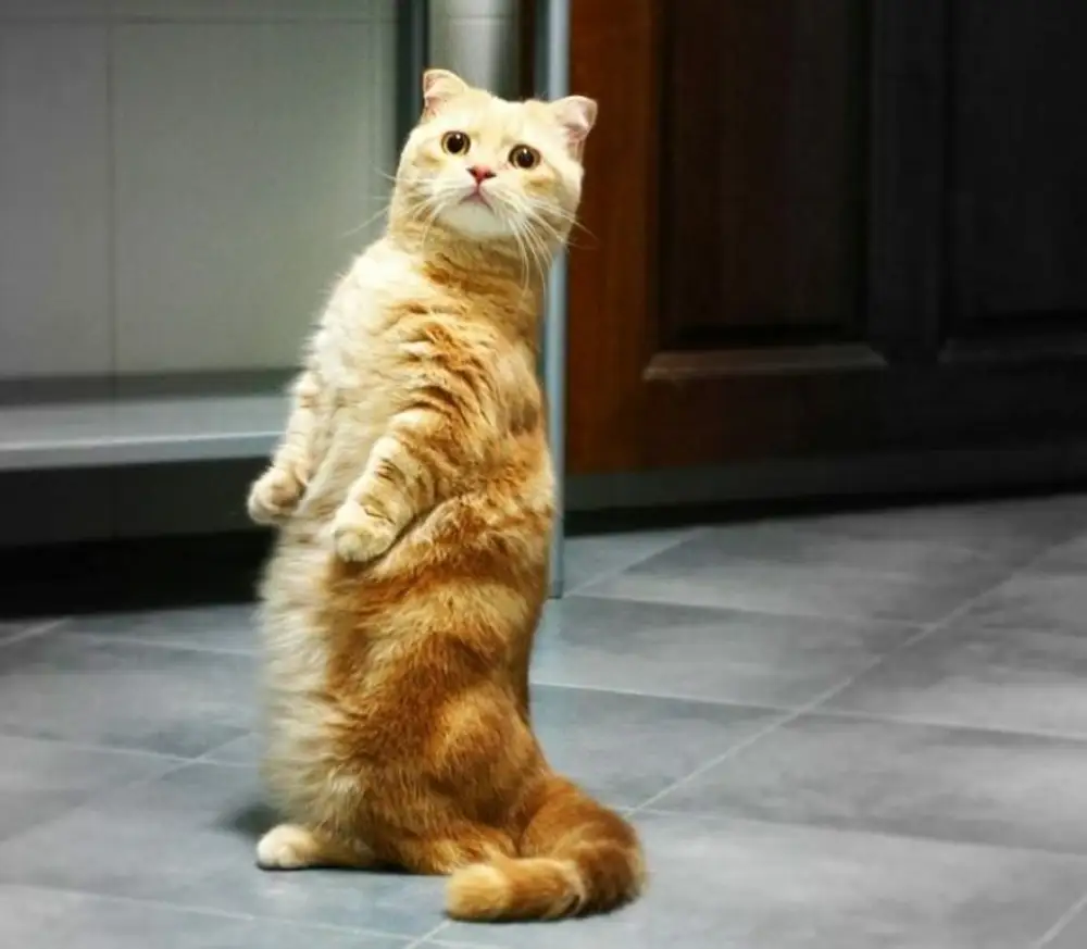 Котики на лапках стоят. Коты Манчкин. Манчкин (порода кошек). Коротколапые кошки порода Манчкин. Манчкин кот рыжий.