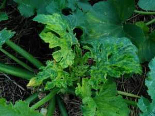 Растение тыквы, пораженное вирусом огуречной мозаики - видны симптомы пятнистости и деформации листьев