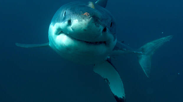 Австралийские рыбаки пережили нападение большой белой акулы - видео