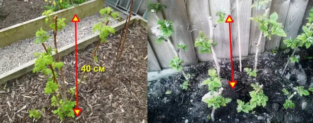 Секреты правильной посадки малины для отличного урожая