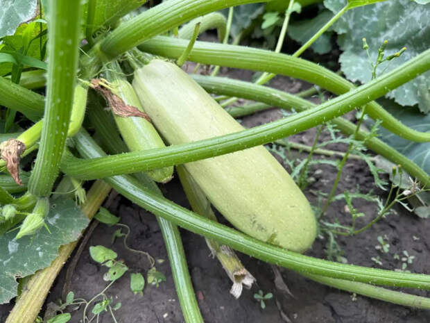 Кабачки в мае: секрет богатого урожая на месяц раньше обычного