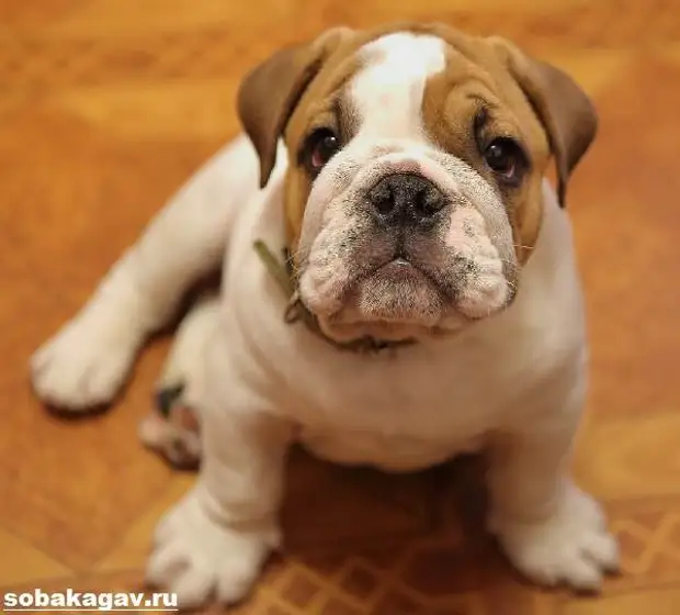 Английский бульдог собака. Описание, особенности, уход и цена английского бульдога