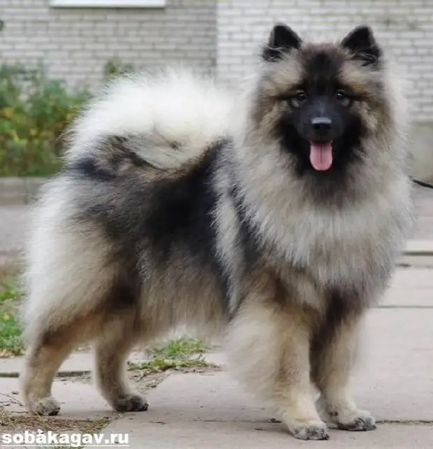 Кеесхонд собака. Описание, особенности, уход и цена породы кеесхонд