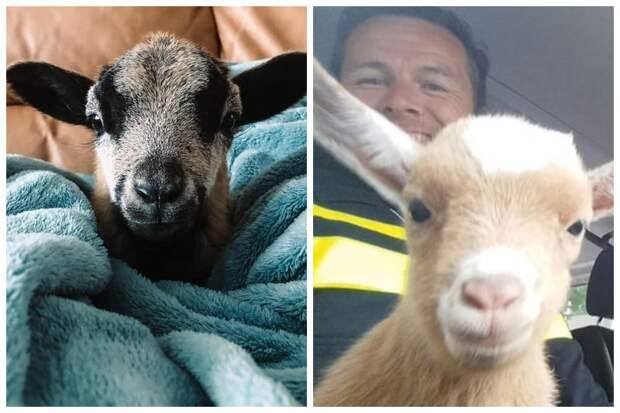 25 пушистых и милых доказательств, что козлята могут затмить милотой и котят, и щенков