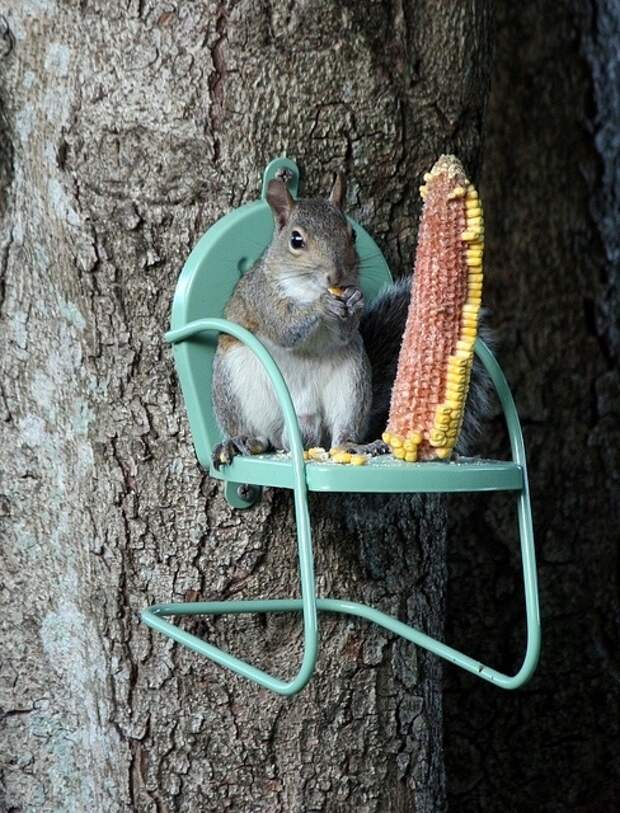 A-Squirrel-Chair