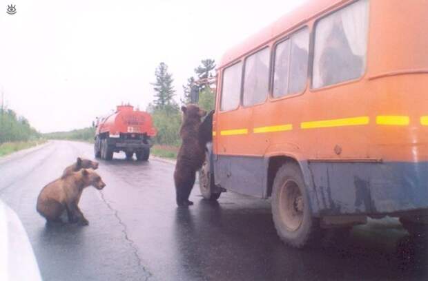 Звериные приколы 3